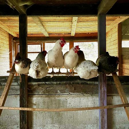 Agriturismo La Vecchia Chioderia Grandola ed Uniti ภายนอก รูปภาพ